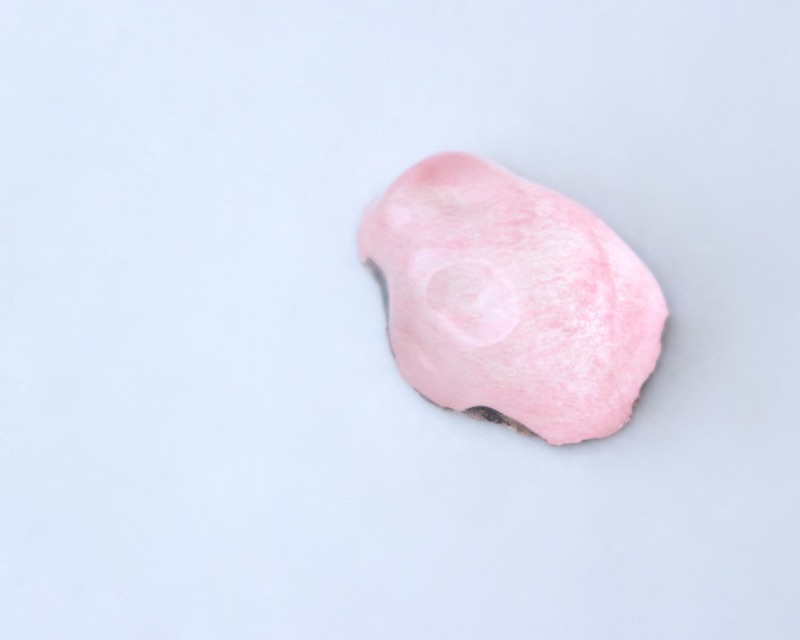 Snow Berry Cabochon